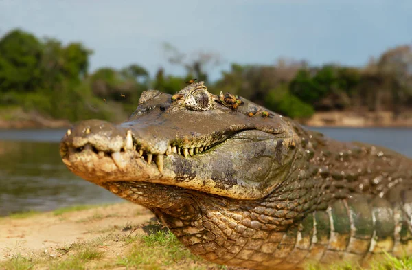 Közelkép Egy Yacare Kajmánról Caiman Yacare Egy Homokos Folyóparton Nyáron — Stock Fotó