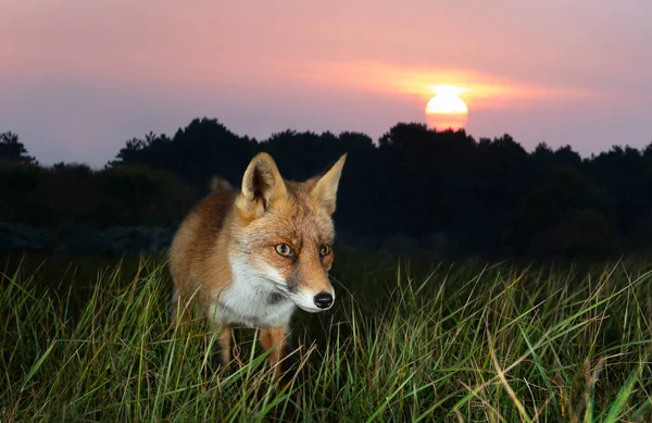 Покриття Червоного Лисиці Грипи Заході Сонця — стокове фото
