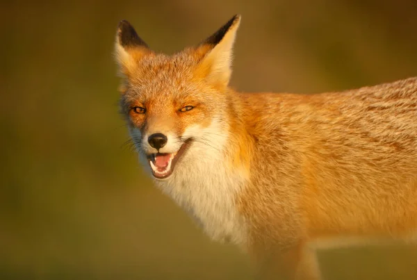 Retrato Uma Raposa Vermelha Sorridente Vulpes Vulpes Contra Fundo Verde — Fotografia de Stock