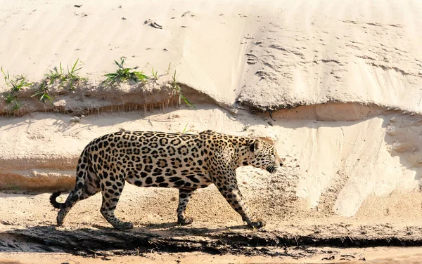 Kuzey Pantanal Brezilya Kumlu Bir Nehir Kıyısında Yürüyen Bir Jaguar — Stok fotoğraf