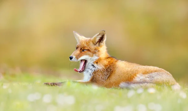 Retrato Uma Raposa Vermelha Bocejando Vulpes Vulpes — Fotografia de Stock