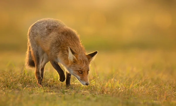 Primer Plano Zorro Rojo Vulpes Vulpes Atardecer Luz Dorada —  Fotos de Stock