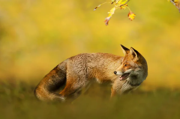 Nahaufnahme Eines Rotfuchses Vulpes Vulpes Herbst Vor Gelbem Hintergrund — Stockfoto