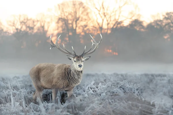 겨울에 사슴의 얼룩을 클로즈업 — 스톡 사진