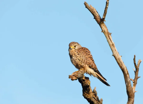 Κοντινό Πλάνο Ενός Κοινού Kestrel Σκαρφαλωμένου Ένα Δέντρο Ενάντια Στον — Φωτογραφία Αρχείου