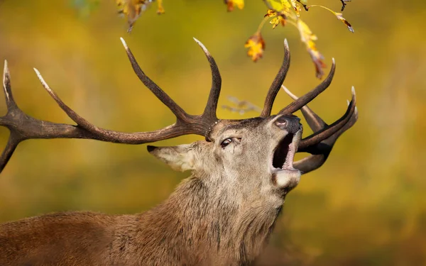 Close Veado Vermelho Chamando Durante Temporada Rutting Outono Reino Unido — Fotografia de Stock