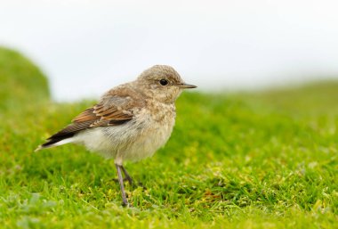 Juvenile Northern wheatear (Oenanthe oenanthe) standing on grass in a meadow, UK.