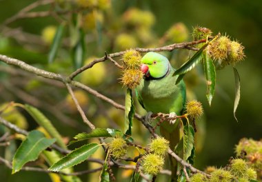 Kestane ağacına tünemiş yabani gül halkalı papağan (Psittacula krameri), İngiltere 'de dikenli meyvelerle beslenir..