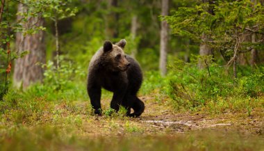 Genç vahşi kahverengi ayı (Ursus arctos) Finlandiya 'da yeşil ormanlarla çevrili bir ormanlık yolda duruyor..