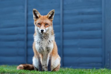 İngiltere 'deki bir bahçedeki yeşil çimlerin üzerinde sakince oturan sevimli kırmızı tilki portresi..