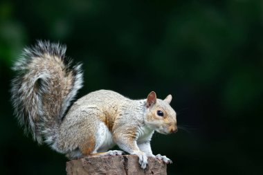 İngiltere 'de bir ağaç kütüğünün üzerinde duran meraklı, genç bir gri sincabın yakın çekimi..