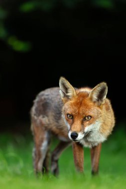İngiltere 'de bir çayırda yeşil çimlerin üzerinde duran kızıl tilki portresi..