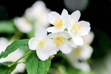 Yasemin çiçek bahar