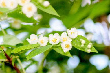 Yasemin çiçek çiçekler