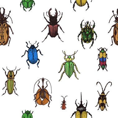 Kroki bir vektör Illustration böcek. Bugs ile süsleme.