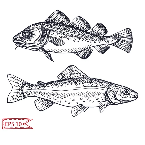 Векторный Иллюстрационный Эскиз Рыба Карточка Карточкой — стоковый вектор