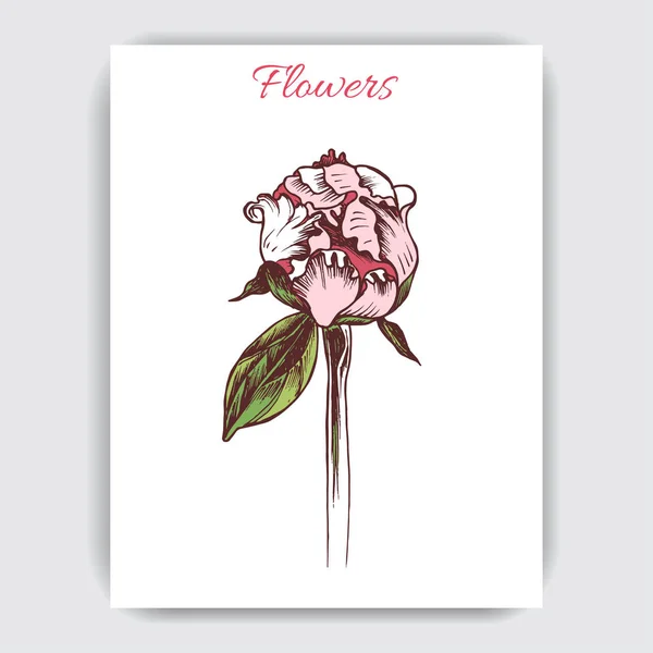 Vector Illustration Sketch Card Flowers Peony — Stock Vector