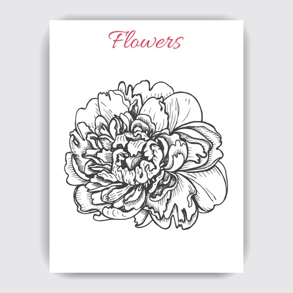 Vector Illustration Sketch Card Flower Peony — Stock Vector