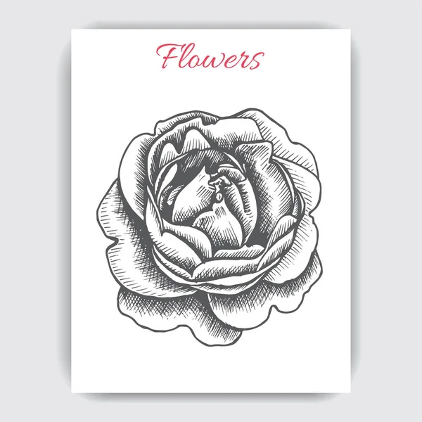 Illustration Vectorielle Carte Avec Fleur Pivoine Monochrome — Image vectorielle