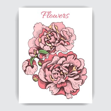 Vektör illüstrasyon kroki - çiçekler Şakayık kartıyla