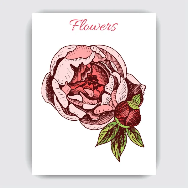 Croquis Vectoriel Illustration Carte Avec Pivoine Fleurs — Image vectorielle