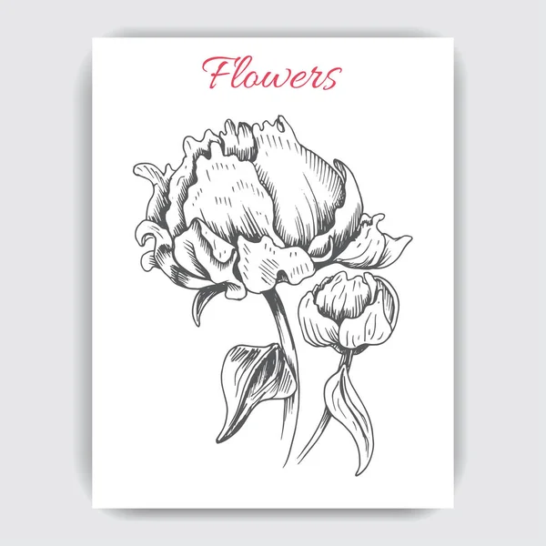 Croquis Vectoriel Illustration Carte Avec Pivoine Fleurs — Image vectorielle