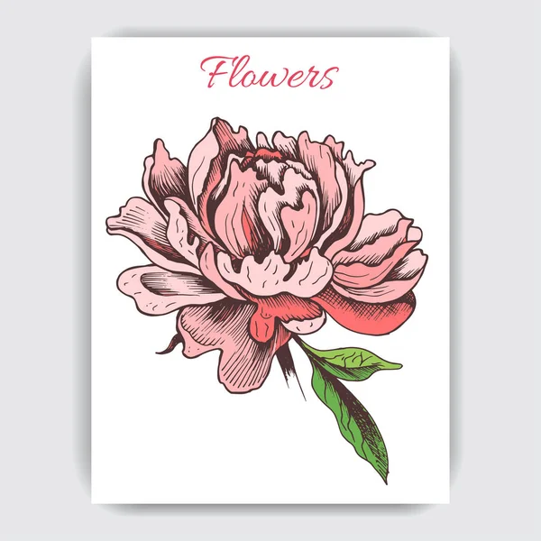 Belle Carte Avec Fleur Pivoine Sur Fond Blanc — Image vectorielle