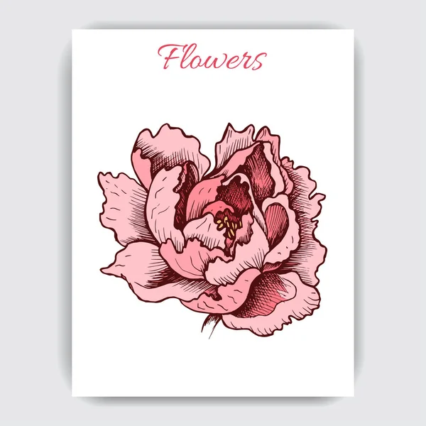 Carte Incroyable Avec Fleur Pivoine Sur Fond Blanc — Image vectorielle
