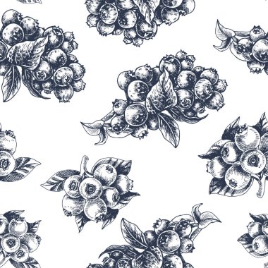 Bilberries beyaz üzerine elle çizilmiş kroki çizimi.