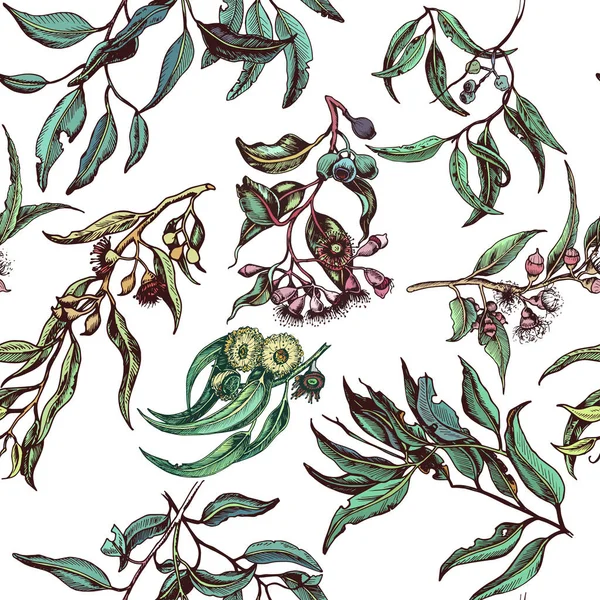 Illustration Vectorielle Dessinée Main Eucalyptus Plantes Succulentes — Image vectorielle