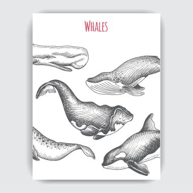 Vektör el vahşi balık, deniz tarzı çizilmiş çizimi