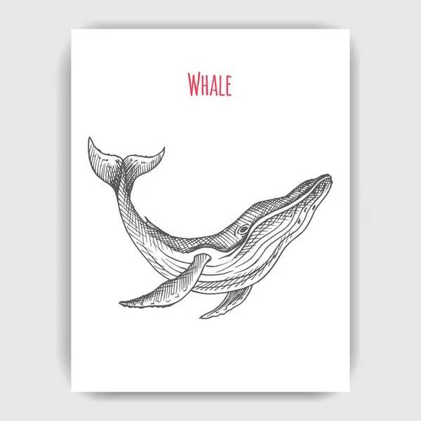 Διάνυσμα Χέρι Εικόνα Της Άγριας Φάλαινας Θαλάσσιο Στυλ — Διανυσματικό Αρχείο