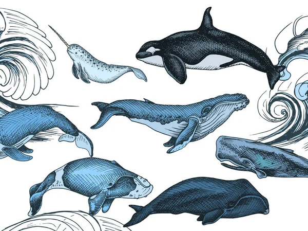 Illustrazione Disegnata Mano Vettoriale Pesci Selvatici Stile Marino — Vettoriale Stock