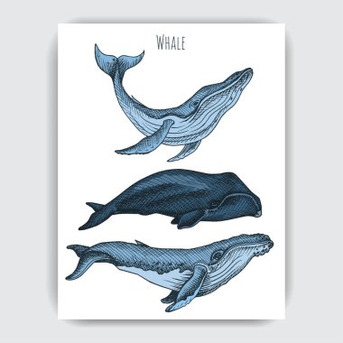 Vector hand drawn illustration of wild whales, marine style clipart