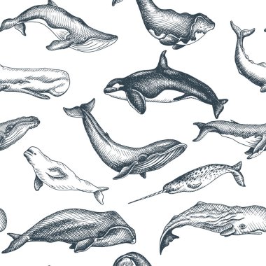Vektör el vahşi balina, deniz tarzı çizilen illüstrasyon