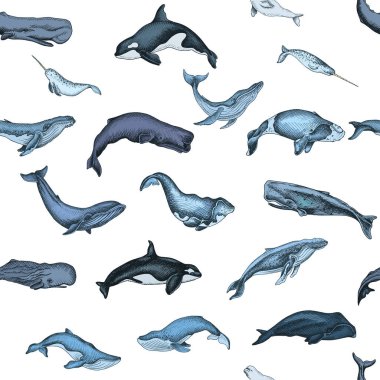 Vektör el vahşi balina, deniz tarzı çizilen illüstrasyon