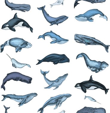 Vektör el vahşi balina, deniz tarzı çizilen illüstrasyon