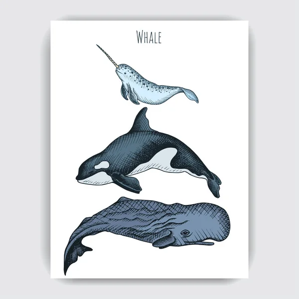Διάνυσμα Χέρι Συρμένη Απεικόνιση Άγριες Φάλαινες Θαλάσσιο Στυλ — Διανυσματικό Αρχείο