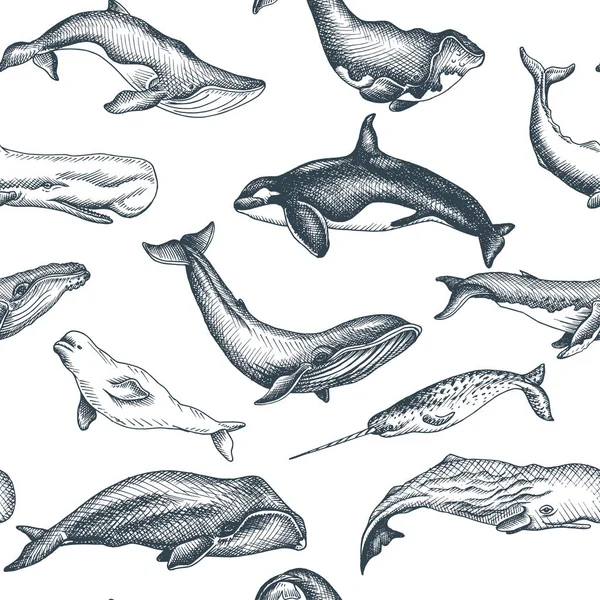 Vektör el vahşi balina, deniz tarzı çizilen illüstrasyon