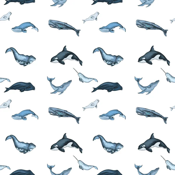 Vetor Mão Desenhada Ilustração Baleias Selvagens Estilo Marinho —  Vetores de Stock