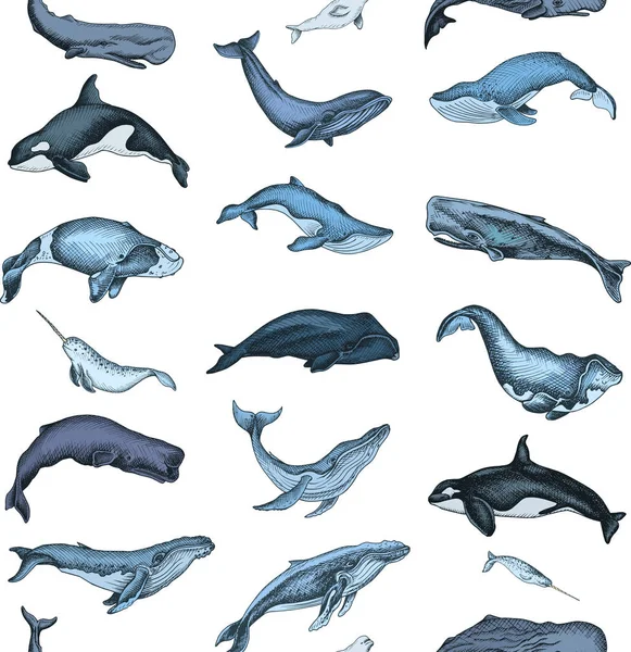 Vektör el vahşi balina, deniz tarzı çizilen illüstrasyon