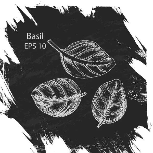 Boceto Fondo Vectorial Basil Ilustración Tarjeta Alimentos — Archivo Imágenes Vectoriales