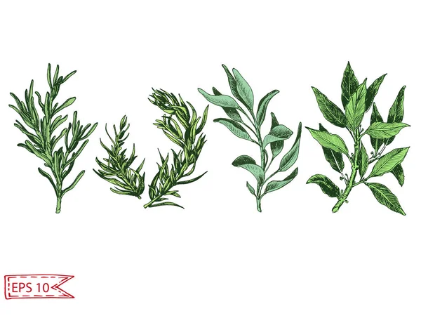 Vecteur Dessiné Main Illustration Colorée Aux Herbes — Image vectorielle