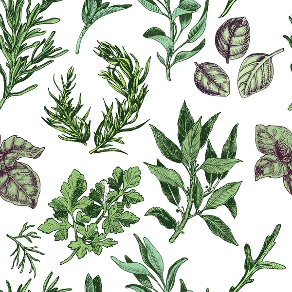 Fond Vectoriel Croquis Herbes Herbes Feuille Laurier Aneth Thym Sauge — Image vectorielle