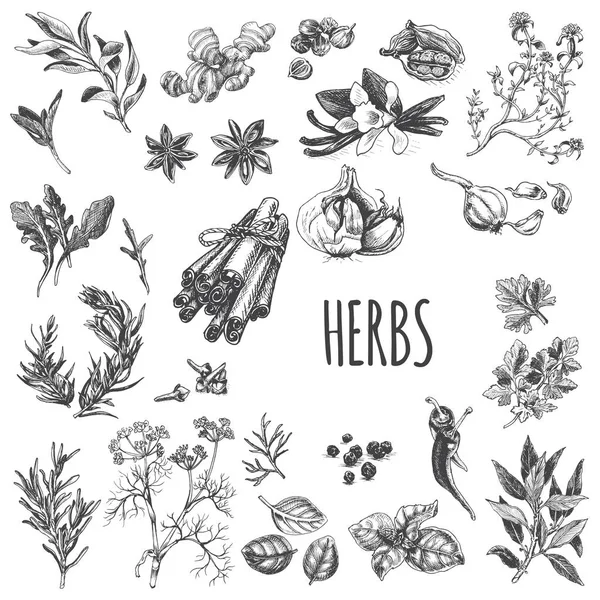 Vector Illustration Sketch Eco Shop Set Spices Herbs — Stock Vector