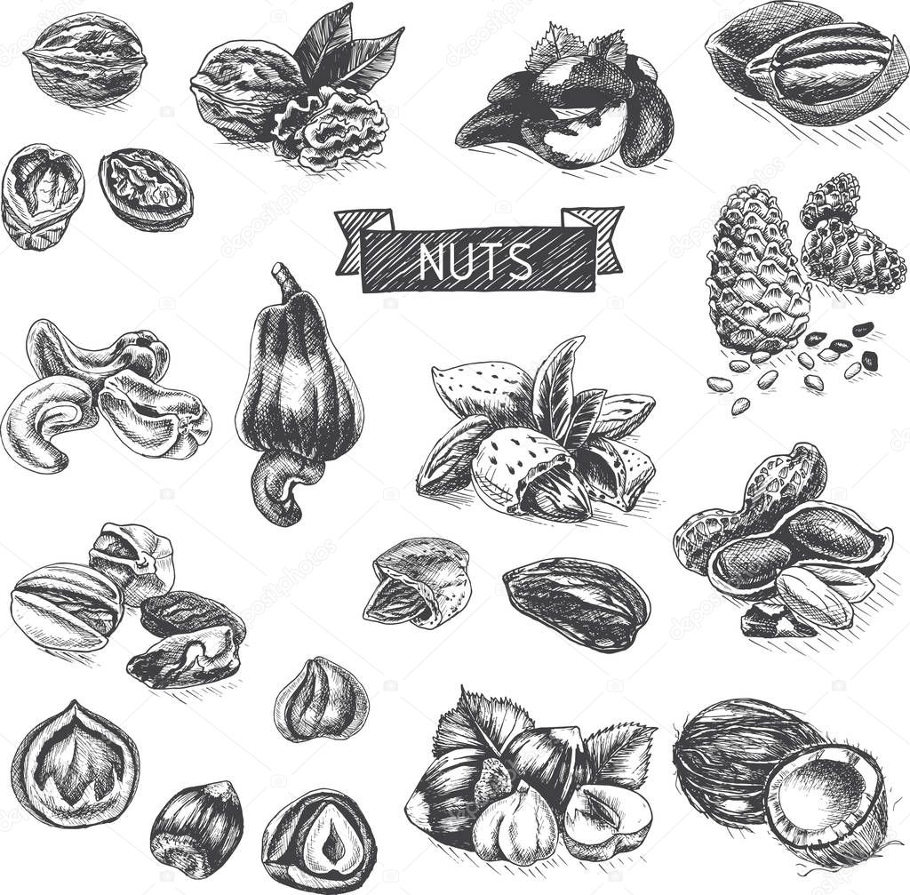 Vector background sketch walnuts, peanut, cashew, hazelnut, almonds pistachio nut food card
