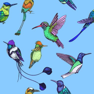 Sinekkuşu ile çizim el çizimi, vektör çizimi