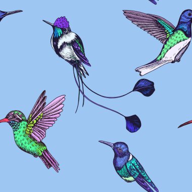 Sinekkuşu ile çizim el çizimi, vektör çizimi