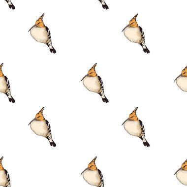 Yeşil ağaçkakan, hoopoe, vektör illüstrasyon ile çizim el çizilmiş desen