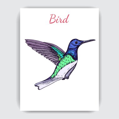 Sinekkuşu ile çizim el çizimi, vektör çizimi